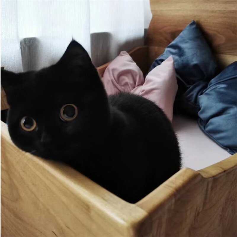 孟买猫幼猫黑猫幼崽纯种宠物猫咪活体猫舍直销售后保障 宠物级 a款 公