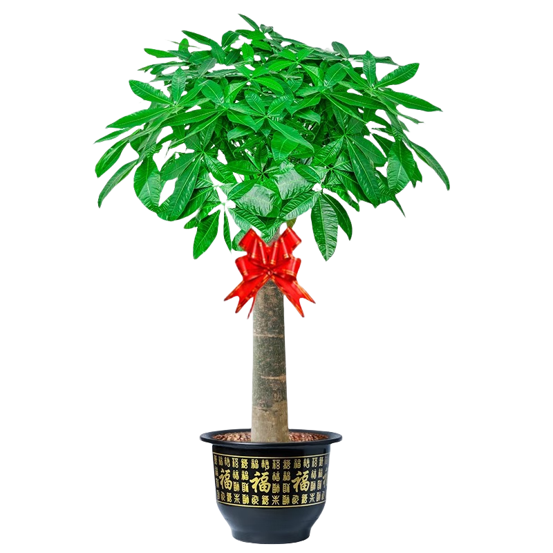 临雅发财树绿植物客厅盆栽大棵室内摆大型步步高招财树办公室乔迁开业 单杆发财树1.0-1.1米+福字盆 78.8元