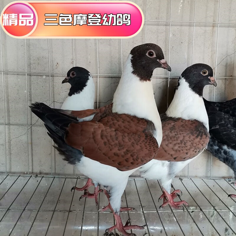 纯种三色摩登娜超大体元宝鸽子落地王观赏鸽大全种鸽幼鸽一对公母