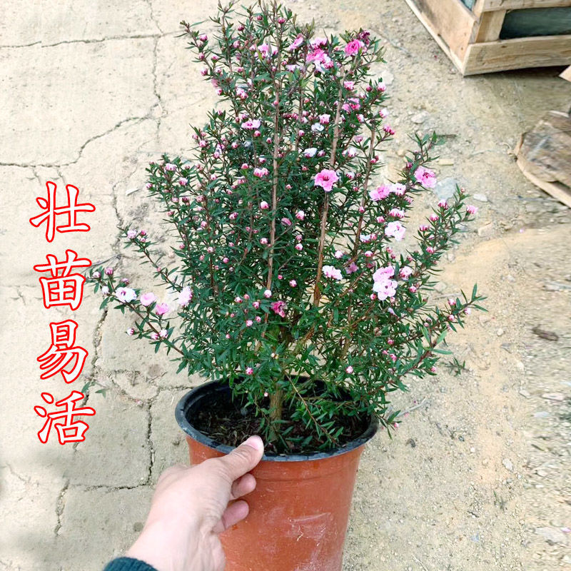 松雪梅松红梅花一树多色三色梅耐寒绿植盆栽阳台室内好养花卉 松红梅1盆(不带花苞)5-6年苗 原盆原土发货