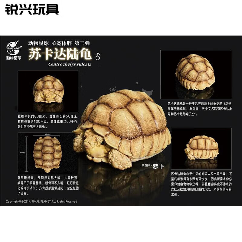 筏芯动物星球2021心宽体胖系列第三弹3弹龟树脂gk爬宠模型两栖现货圣