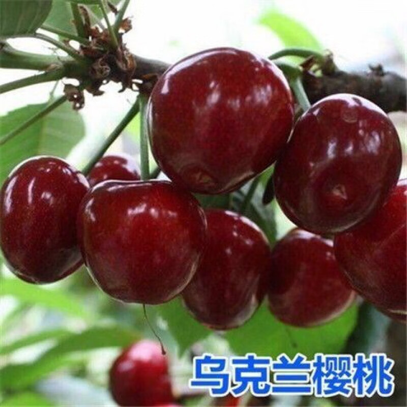 特大樱桃苖美国车厘子树苗嫁接樱桃树苗南方北方四季种植水果树苗