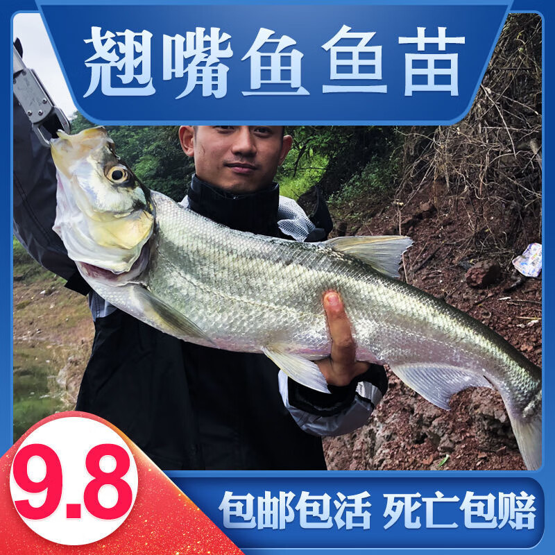 米级翘嘴鱼翘壳大白叼白条路亚鱼活体四大家鱼食肉性鱼 翘嘴鱼苗 4-6