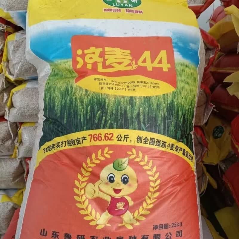 济麦44.强筋麦稳产抗倒小麦种子稳产大穗原种孑 济麦44【一袋25斤】可留种高性价比高么？