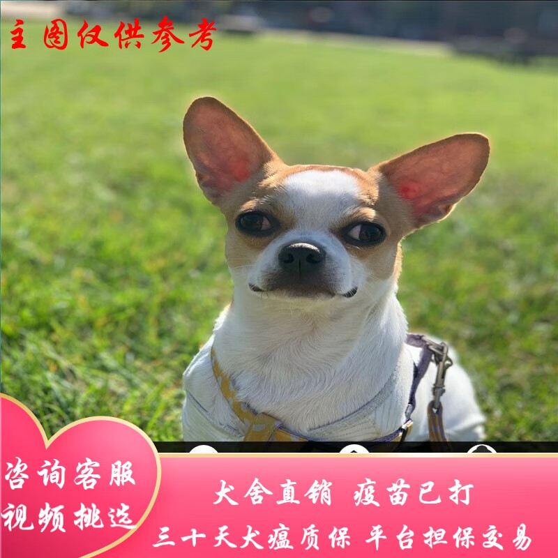 桓瑞宠物     纯种宠物狗狗活体吉娃娃犬幼犬幼崽小型犬 宠物级 宠物