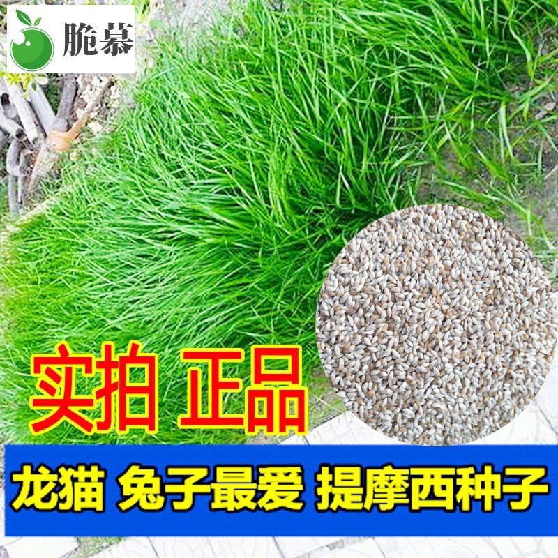 提摩西草籽种子 猫尾草种子 兔子豚鼠荷兰猪龙猫爱吃的草籽草种子