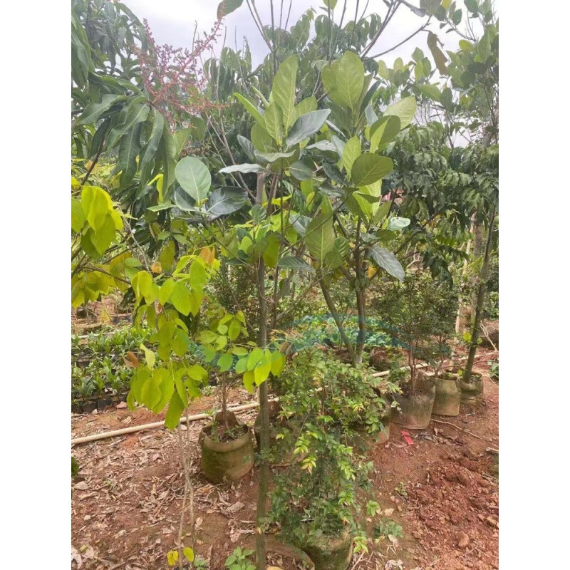 海南菠萝蜜树树苗嫁接果苗四季红肉黄肉南方地摘盆栽热带果树苗木
