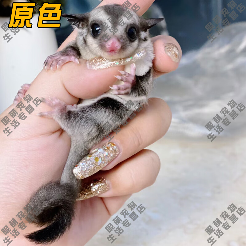 SMVP蜜袋鼯活物幼崽小飛鼠會(huì)滑翔蜜袋鼠寶寶蜜袋鼬活體寵物鼠活寵 原色幼崽母【推薦】