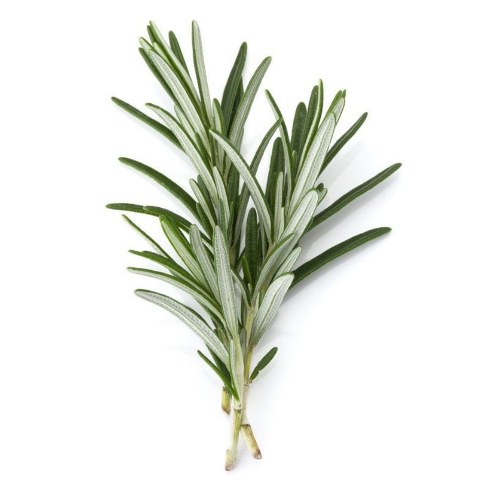 迷迭香即食盆栽新鲜调味枝条马鞭草酮 西餐牛排冷饮蛋糕点装饰可食用