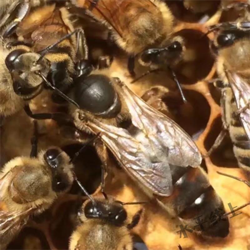 意蜂王意蜂蜂王开产王产卵王生产王王种王蜜王蜜浆王产子王蓝丽雅 蜜