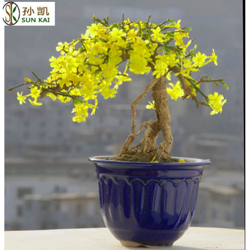 迎春花盆栽 提根造型盆景树桩 小叶虎蹄迎春室内盆景绿植盆栽 2年迎春