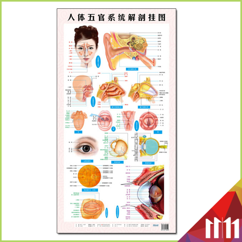 人体五官系统解剖挂图西医挂图 商品尺寸100*53厘米
