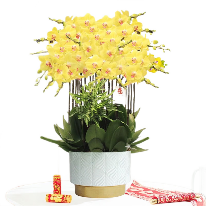 Only you【兩小時(shí)達(dá)】黃色蝴蝶蘭送禮花劍真花蘭花盆栽開業(yè)喬遷生日送禮 12株黃色（瓷盆隨機(jī)）
