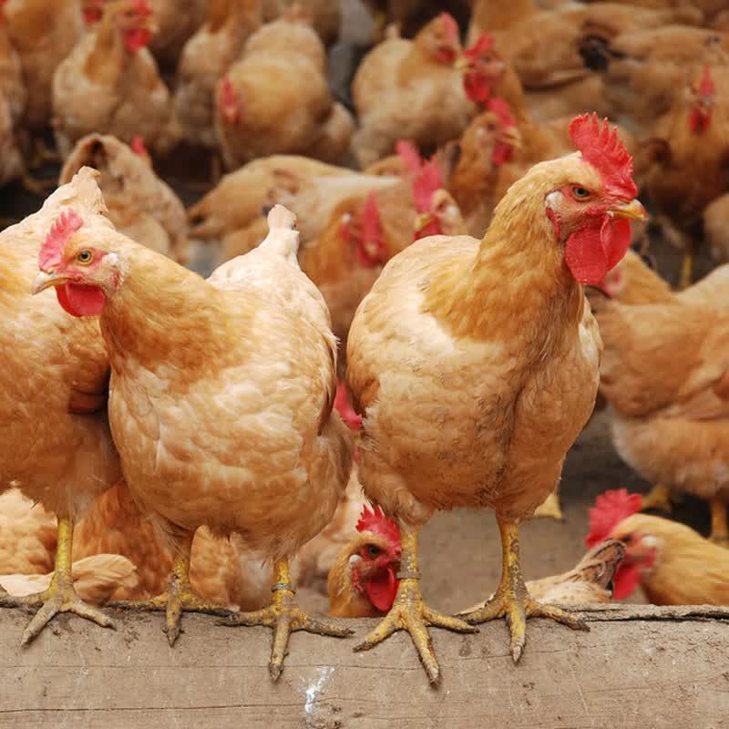 筱诺土鸡三黄鸡整鸡新鲜鸡肉约750g/只整只装 4只装