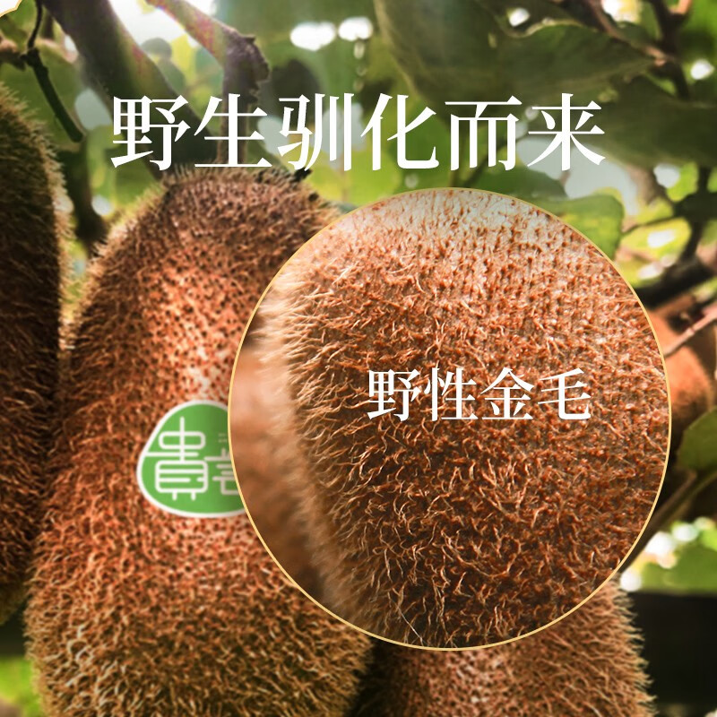 田园东方 ORIENT IDYLL贵州修文贵长绿心猕猴桃(放软食用) 新鲜应季水果 奇异果 15枚(50-70)通用装