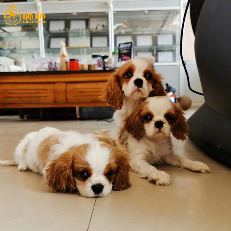 帅帅名宠    查理王小猎犬纯种健康 北京犬舍  保健康聪明好打理 宠物