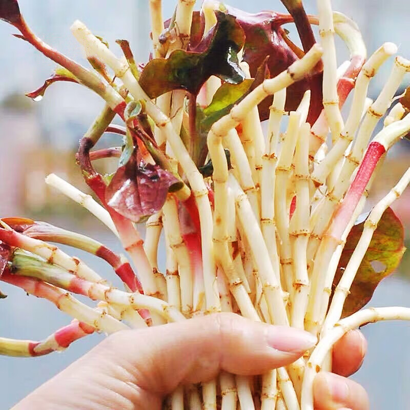 折耳根新鲜鱼腥草猪鼻孔当季野蔬菜嫩芽嫩根叶贵州凉拌下饭菜即食