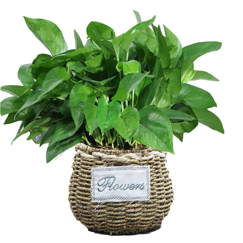 小冤家大葉綠蘿長(cháng)藤垂吊水培盆栽花卉綠植好養護室內辦公批發(fā) 新款180早安Good吸水2盆+液2 含盆