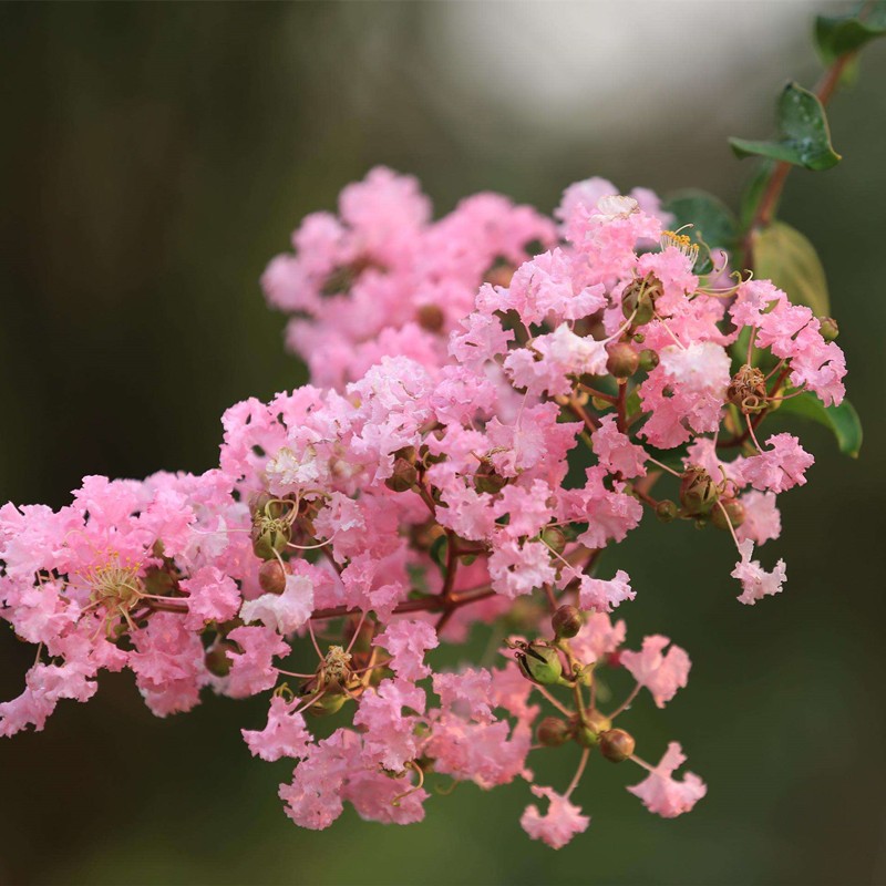 紫薇花苗盆栽速生紫薇四季绿植阳台行道树庭院种当年开花 2公分 1m