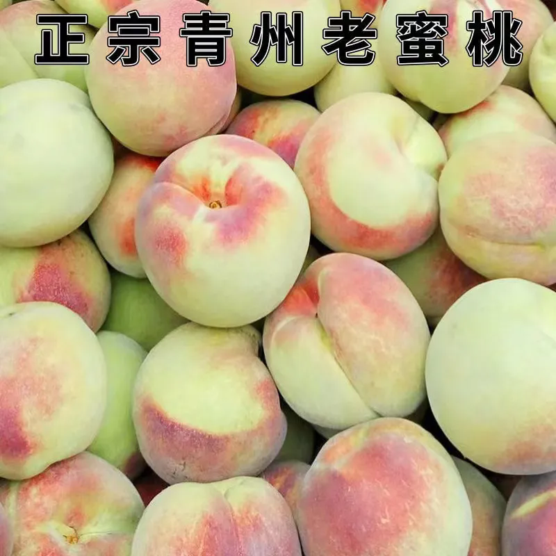 正宗青州蜜桃青皮桃子桃子新鲜脆桃脆甜离核毛桃非水蜜桃 1斤小果试吃