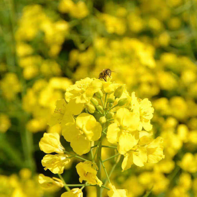油菜花蜂蜜 2024年农家结晶新蜜瓶装500克 1*500g