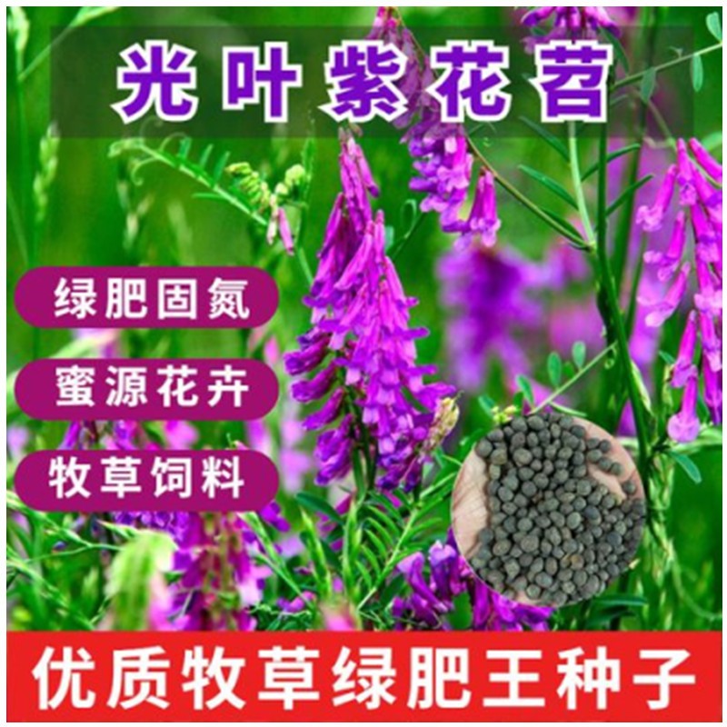 綠中城四季牧草種子黑麥草種籽玉米草甜高粱紫苜蓿豬牛羊兔魚(yú)草種籽 光葉紫花苕一斤 一斤