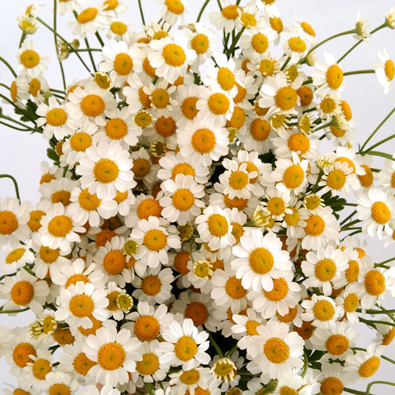 鲜花速递价格行情实时走势|鲜花速递价格走势图