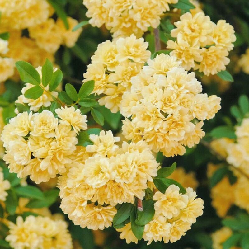 落沙园红木香四季开花红花甜蜜红木香花苗浓香花卉白木香阳台庭院爬藤