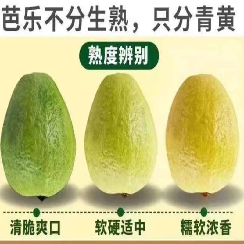 蓝易脆广西白心芭乐果园现摘现发珍珠白心番石榴新鲜芭乐果 广西白心珍珠芭乐 5斤中果店长推荐
