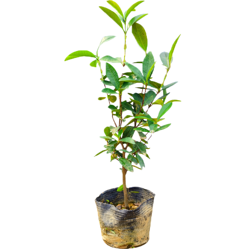 芥圃巴西櫻桃苗 官方旗艦  車?yán)遄訕涿绱髾烟覙涿缗柙怨麡涿缒灸媳狈?巴西甜櫻桃苗 2年苗 高度：40-60公分