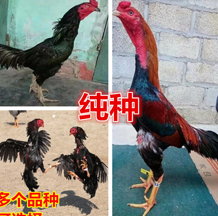 少羽纯种越南鬼子斗鸡种蛋受精蛋可孵化泰国缅甸大冠中原剑尾种鸡 1枚