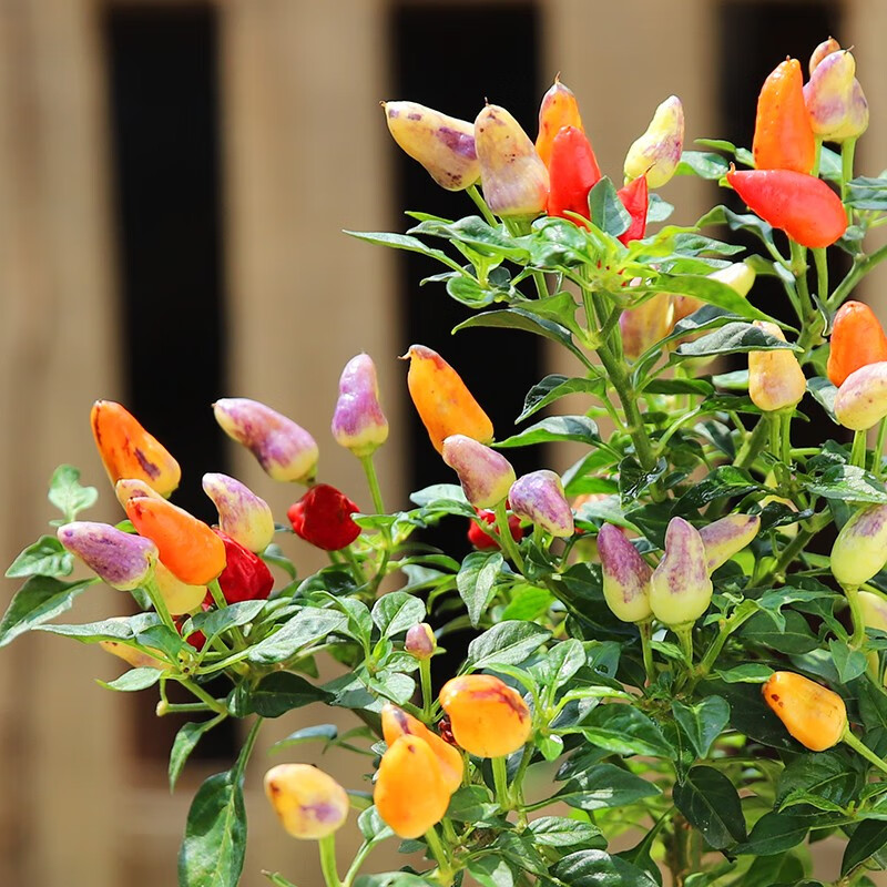 彩椒盆栽 可食用七彩椒耐热耐晒观赏小辣椒植物室内阳台盆栽观果植物