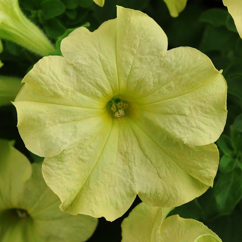 进口矮牵牛种子 虹越萌吖吖系列花园阳台易种可垂吊花卉种子 至雅柠檬
