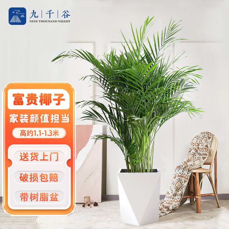 九千谷富贵椰子盆栽大型绿植花卉散尾葵凤尾竹 1.1-1.3米白色菱形盆9872使用感如何?