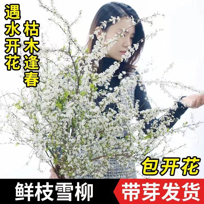 网红款鲜枝雪柳泡水开花水培冬季耐寒花卉干枝遇水开花绿植 干枝雪柳10枝赠10枝共发20枝50cm 不带花瓶