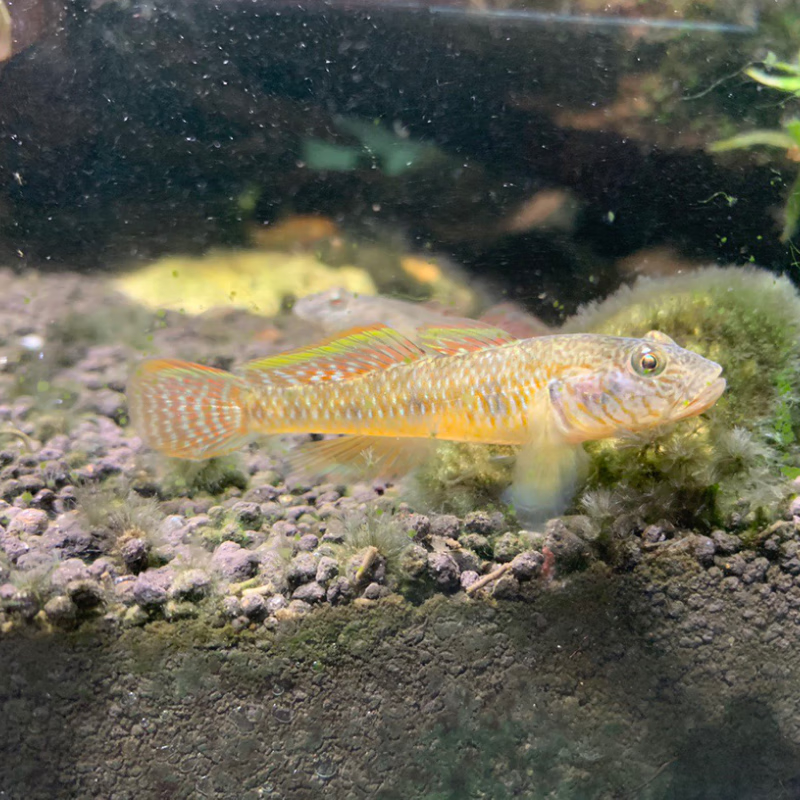 子陵虾虎鱼黄黝鱼原生溪水小鱼耐低温淡水宠物活体水族底层观赏鱼 6-8厘米原生虾虎鱼6条包活5条