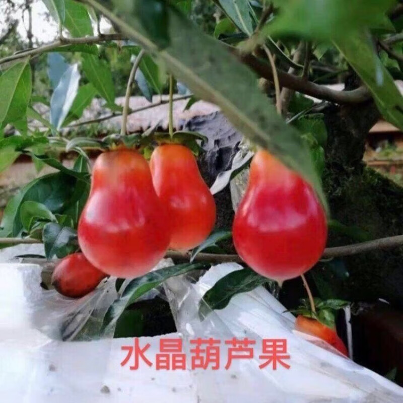 水晶葫芦果金弹子图片