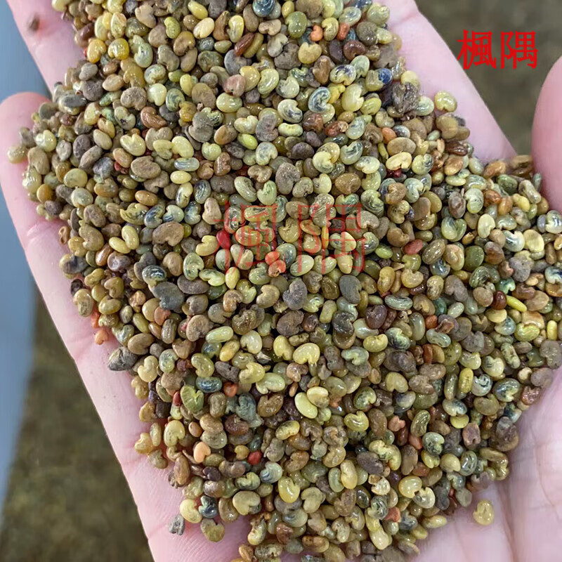 豆大眼兰野黄豆草青野花生水蓼竹猪豆种子 响铃草种子一斤也叫猪屎豆