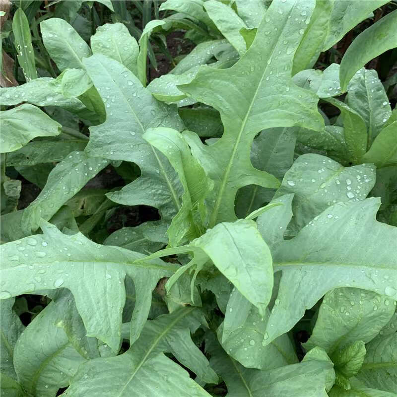 菜籽菜种四季春季筒篙农家蔬菜种籽孑黄帝 荧光绿 野生苦麻菜约1000粒