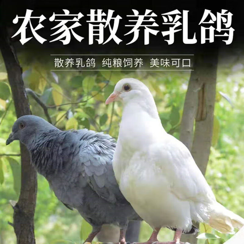 新鲜乳鸽老鸽子肉煲汤农家散养土鸽子肉生鲜1-6只装现杀 精品乳鸽3只