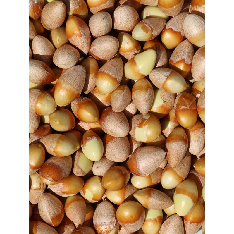 虎钢馋银杏果 白果 新鲜 手工现剥1500g