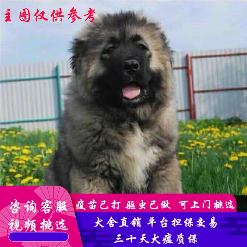 桓瑞宠物 纯种宠物狗狗活体高加索犬幼犬幼崽大型犬 宠物级a款 公