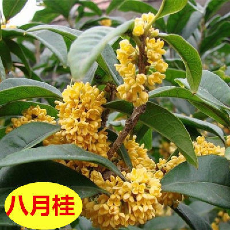 苗彩桂花树苗盆栽植物庭院花卉观花植物室内带花四季桂嫁接浓香型盆景