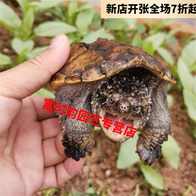 潮鸣(chaoming)奔新农鳄鱼龟鳄龟苗凶猛鳄鱼龟鳄龟爆刺杂佛纯佛宠物龟