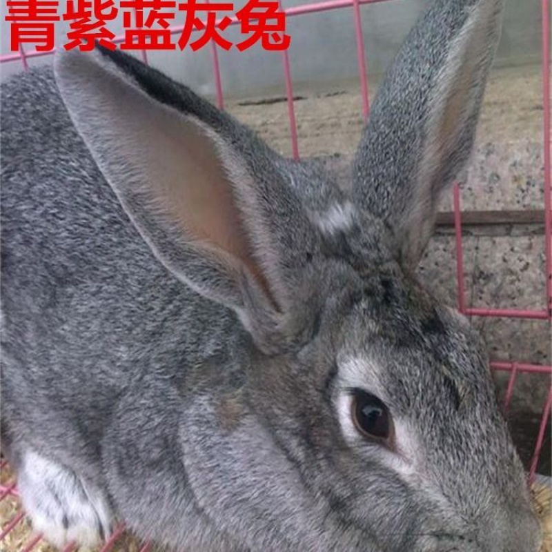 活体大型肉兔子小白兔小兔子比利时巨兔新西兰肉兔苗可长15斤 青紫蓝