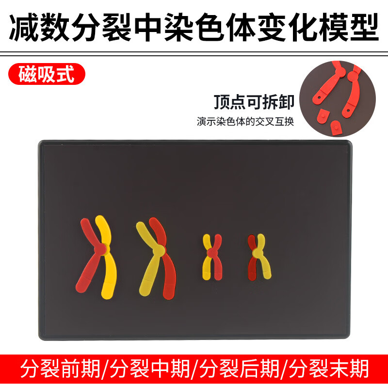 减数分裂中染色体变化模型组件磁式磁贴高中生物实验器材教学仪器dna