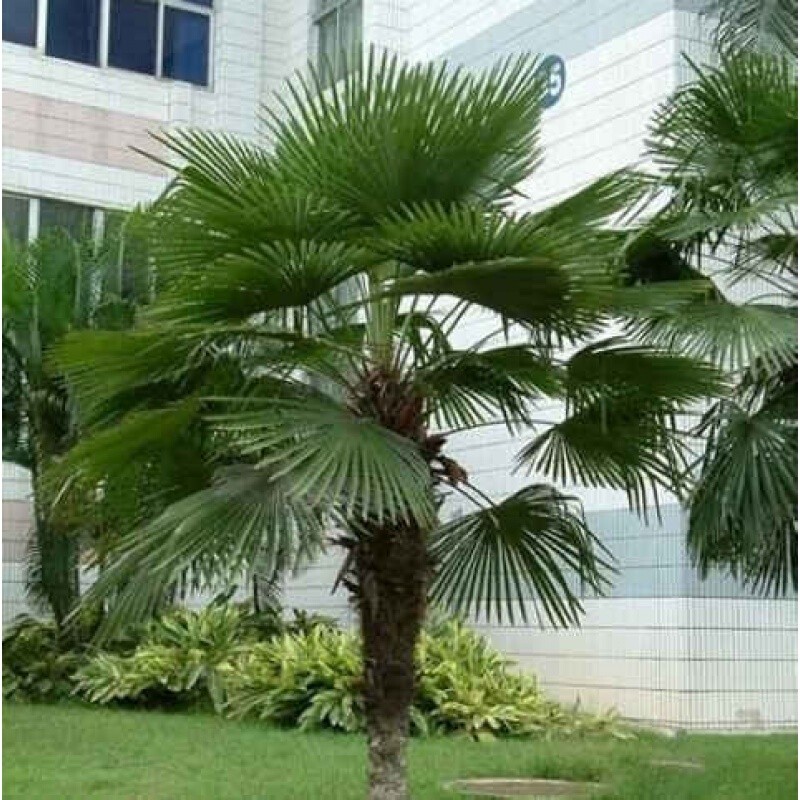 棕树苗棕榈苗扇子树苗四季常青绿化苗木庭院植物盆栽花卉 棕榈1米高