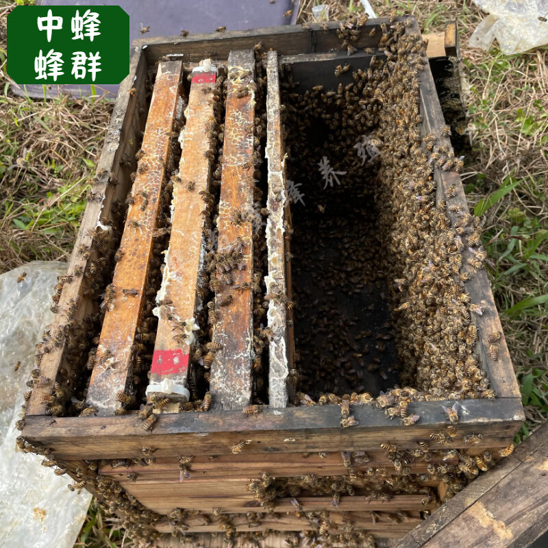 七格匠中锋蜂群笼蜂群活体蜜蜂中华蜂出售带开产王土蜂笼蜂阿坝中蜂 1000只蜜蜂+原群产卵王