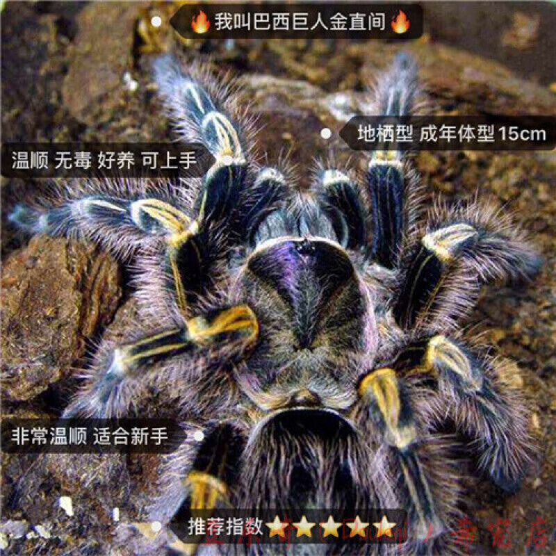 巴西巨人金直间2-3cm(含套装)