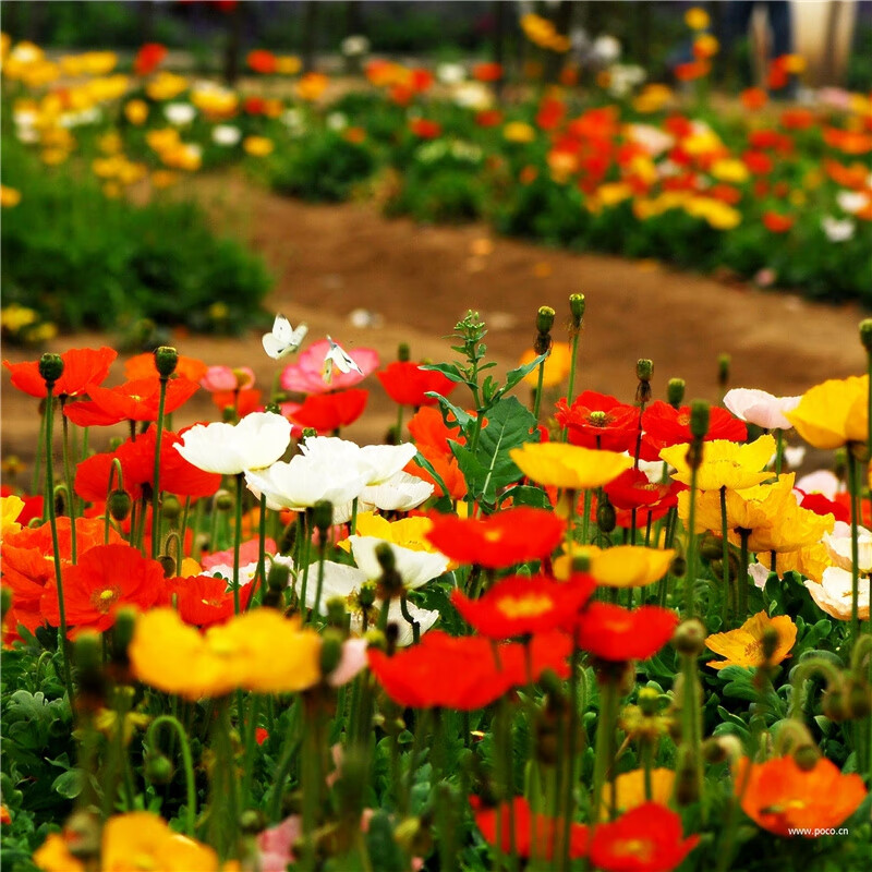 花草林木类全网最低价格历史|花草林木类价格比较